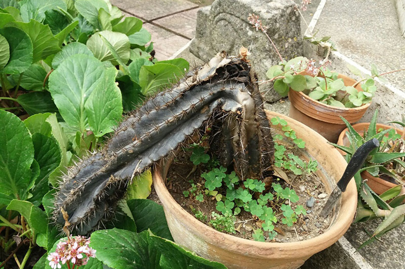 manca pianta vel 1